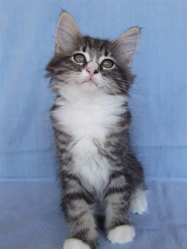 Norsk Skovkat Grethe Sønck *LEDIG* - 9 uger billede 15