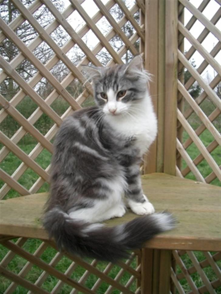 Norsk Skovkat Catci´s Amadeus - næsten 5 mdr. billede 3