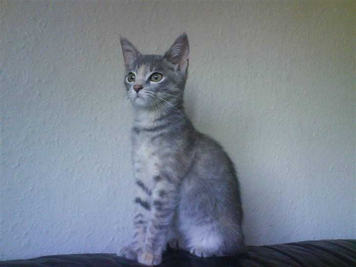 Huskat Trunte - Det nyeste billede af Trunte. D. 16/9 billede 1