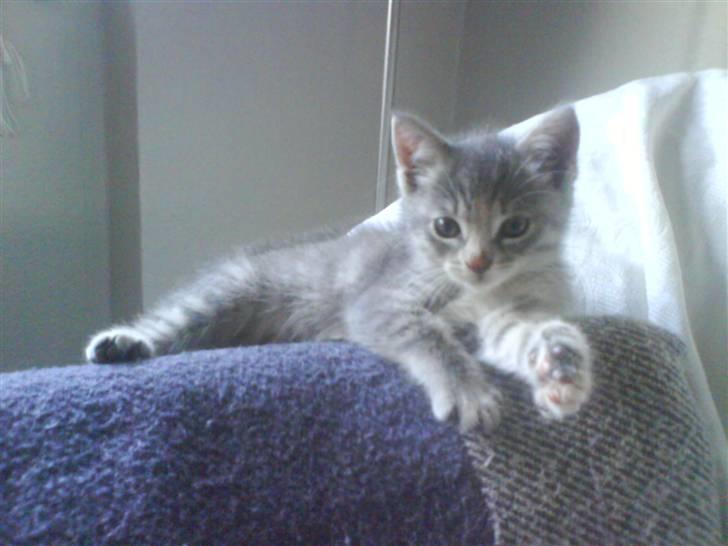 Huskat Trunte billede 2