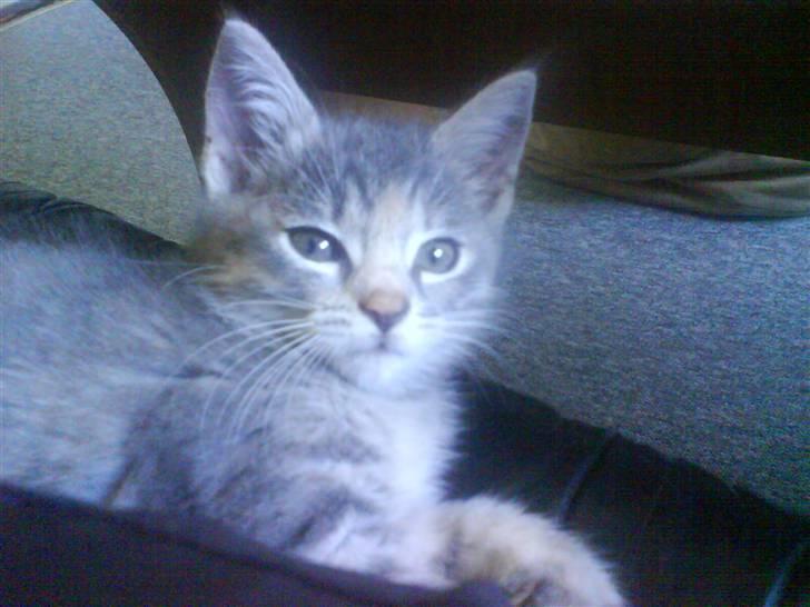 Huskat Trunte billede 3