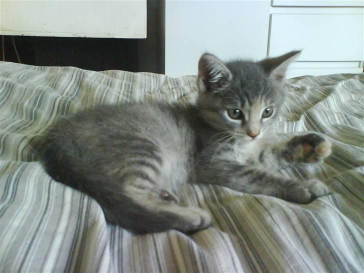 Huskat Trunte billede 4