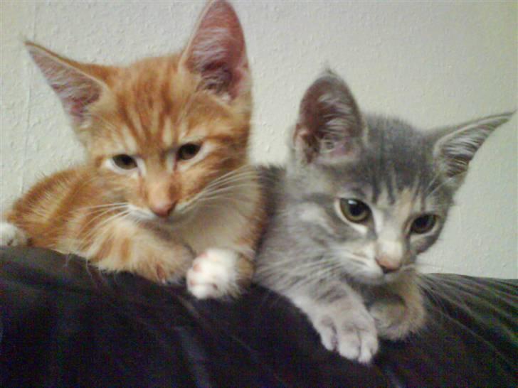 Huskat Trunte - Trunte og min anden kat Basse billede 5