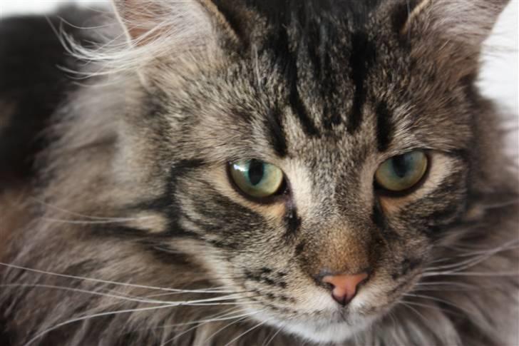 Blanding af racer Simba  Harboe - Hej, jeg hedder simba. billede 1