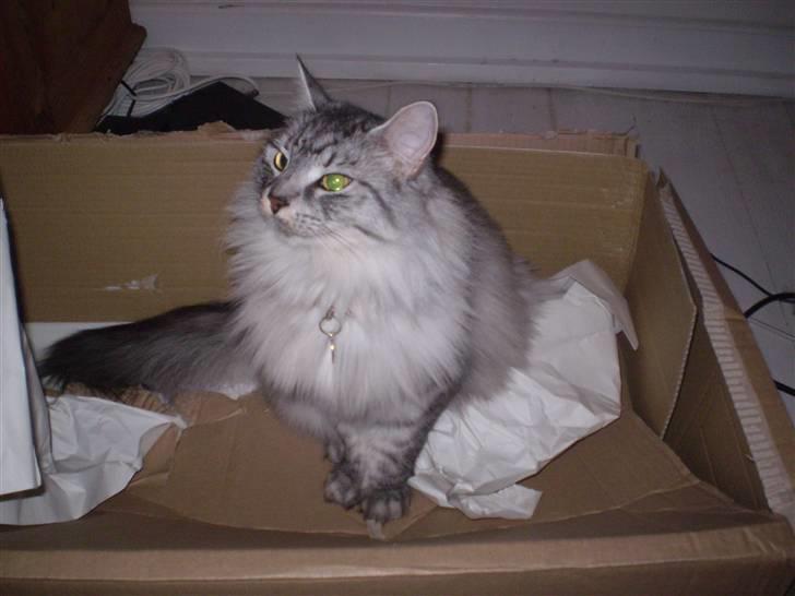 Blanding af racer RIP Cleo  - Cleo:o) billede 4