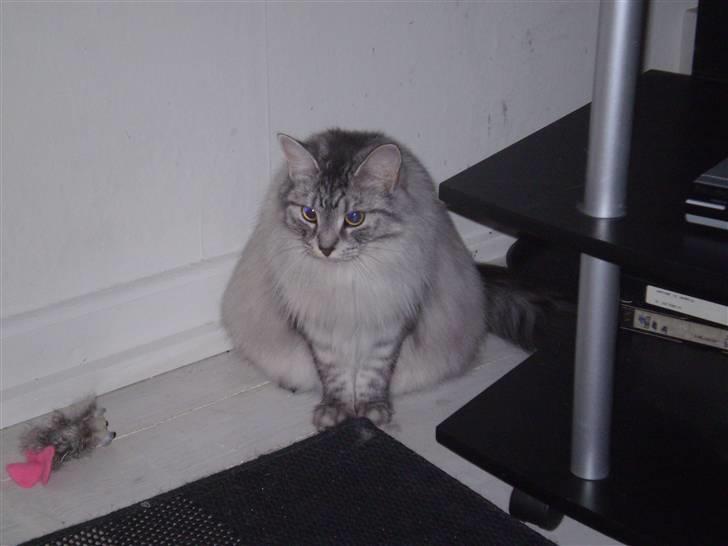 Blanding af racer RIP Cleo  - Tyksak billede 5