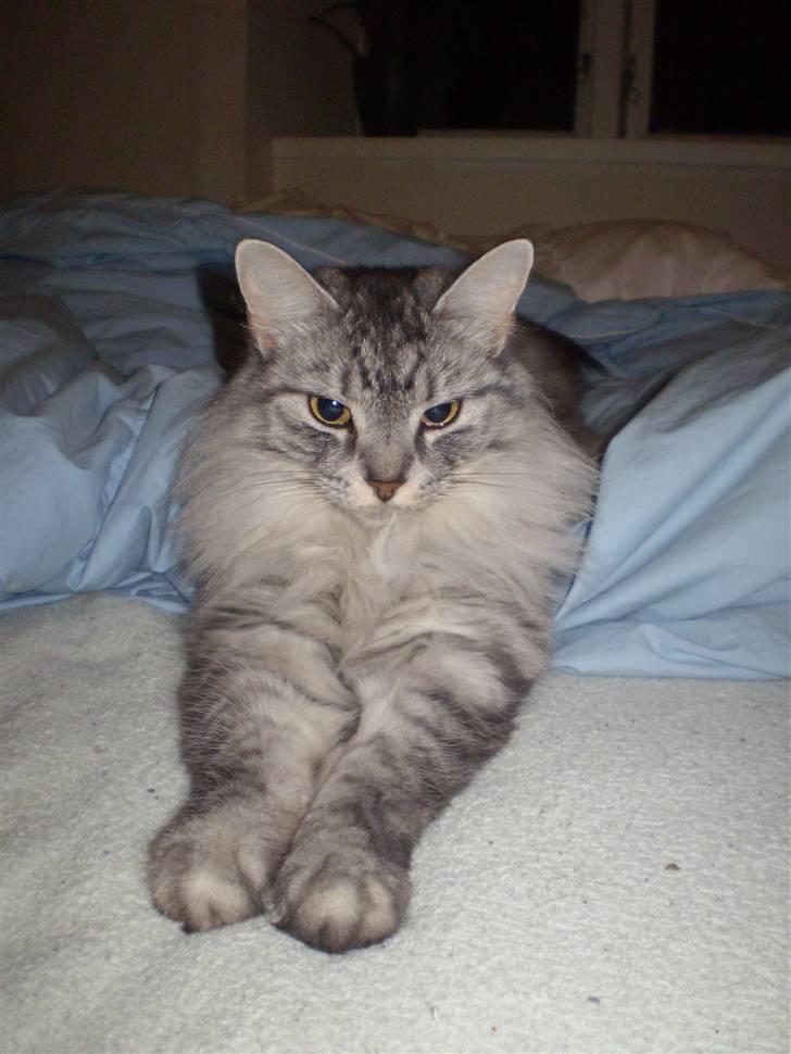 Blanding af racer RIP Cleo  - Det er så dejligt inde i sengen billede 6