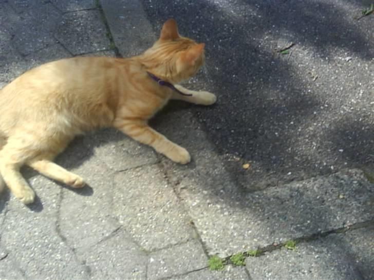 Huskat garfield nye billeder billede 1