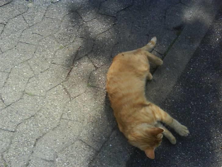 Huskat garfield nye billeder billede 2