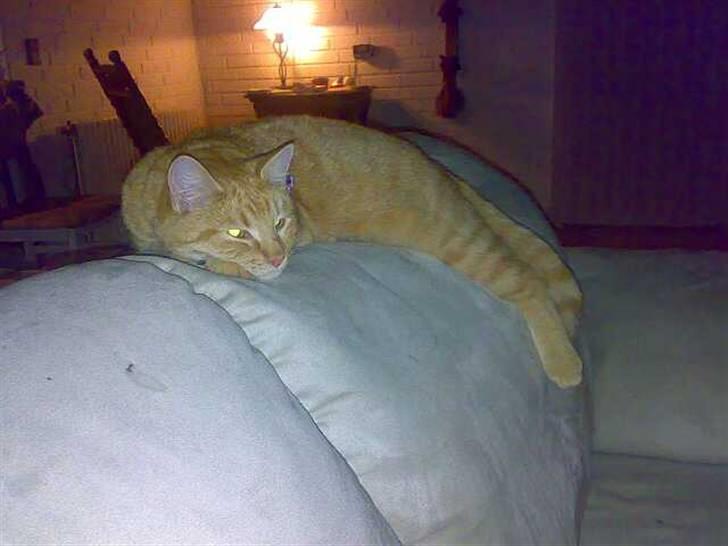 Huskat garfield nye billeder billede 3