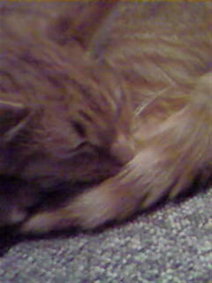 Huskat garfield nye billeder billede 4