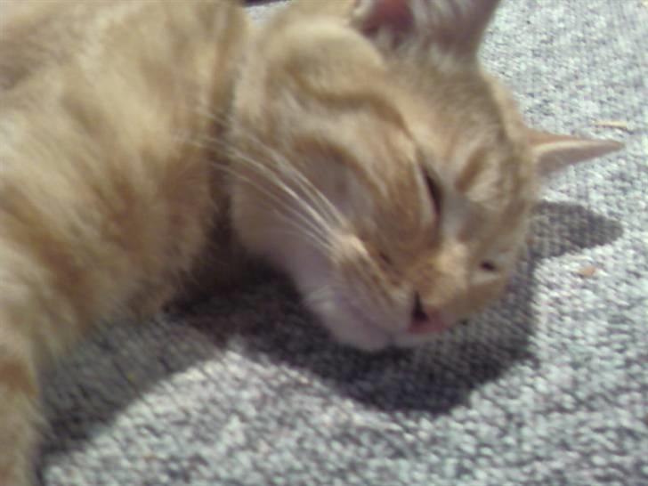 Huskat garfield nye billeder billede 5