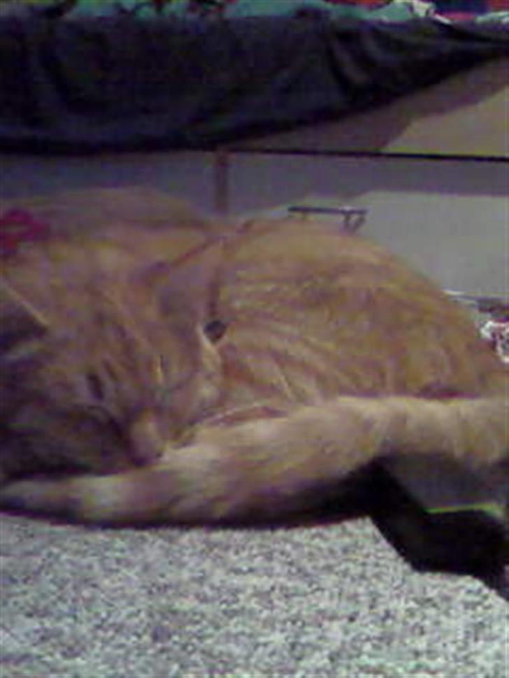 Huskat garfield nye billeder billede 6