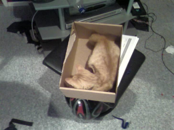 Huskat garfield nye billeder billede 7