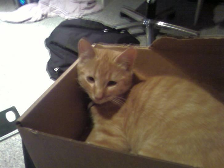 Huskat garfield nye billeder billede 8