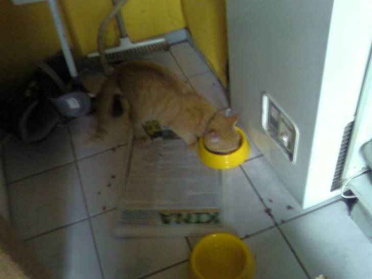 Huskat garfield nye billeder billede 9