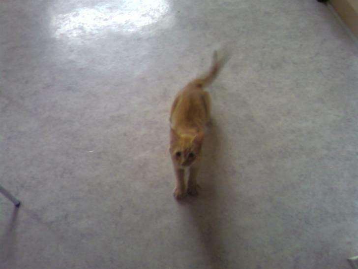 Huskat garfield nye billeder billede 10