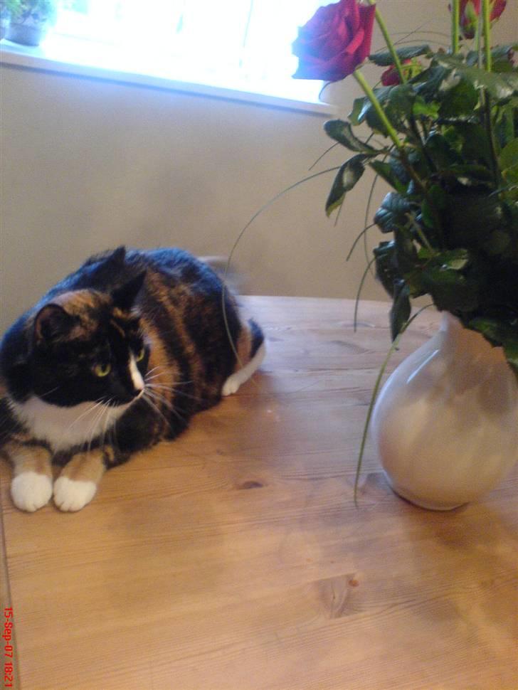 Huskat Tulle - jeg elsker blomster, vist er det ej mine....men vi må jo dele lidt og jeg sniger mig nogle gange  til at bide de i tynde blade . billede 17