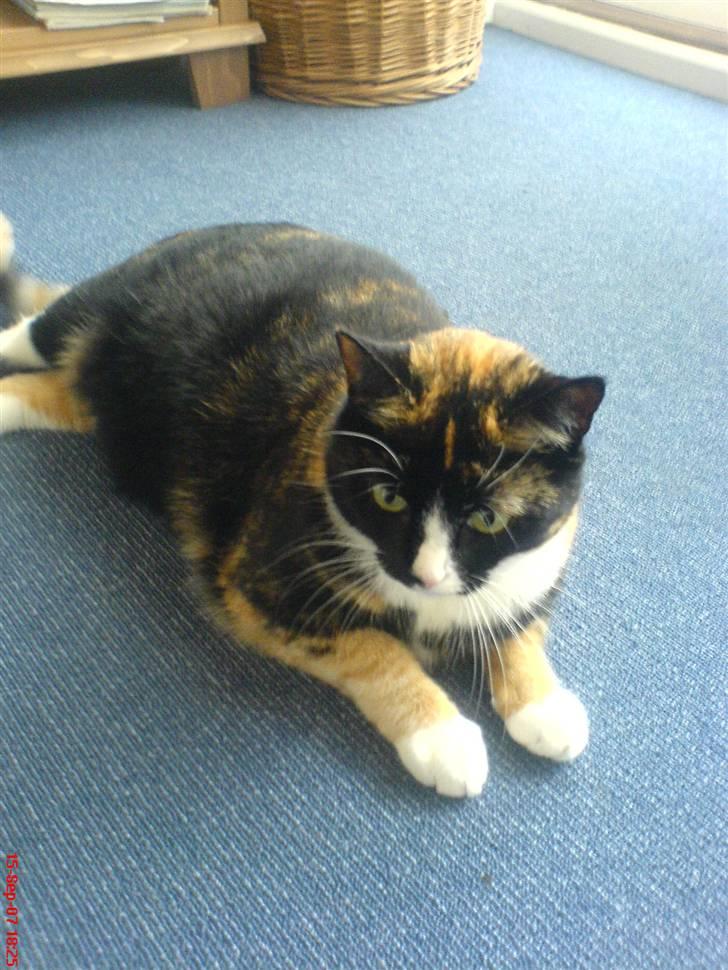 Huskat Tulle - det er næsten alt for meget med alle de foto af mig arme kat.....men hun siger det er nødvendigt, ja hvad ved jeg.... billede 18