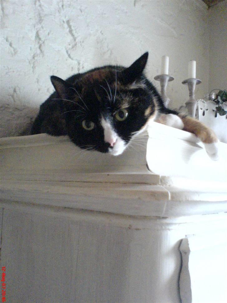 Huskat Tulle - nu er det slut, farvel og tak til fotografen.....nu kræver min krop lidt fred og ro. billede 19