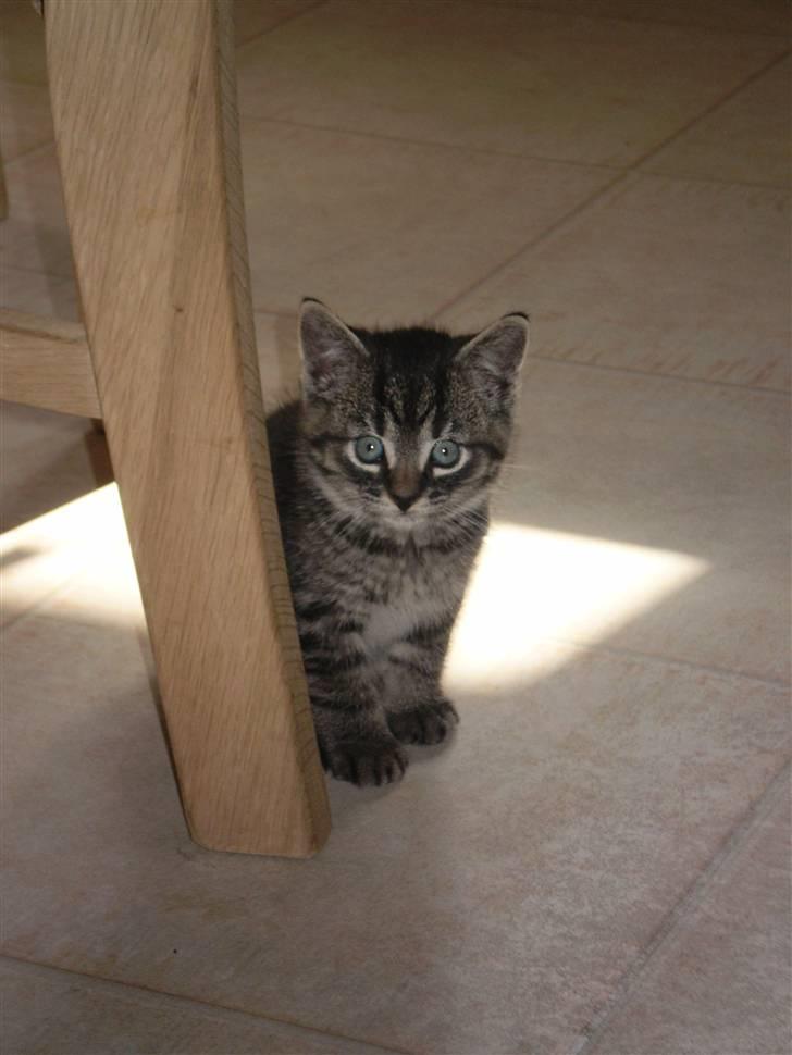 Huskat Emil billede 1