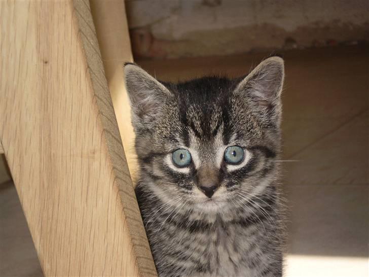 Huskat Emil billede 2