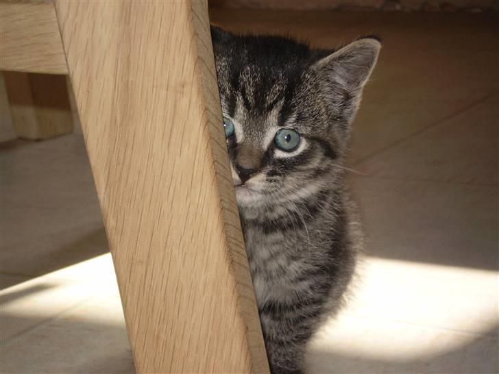 Huskat Emil billede 3