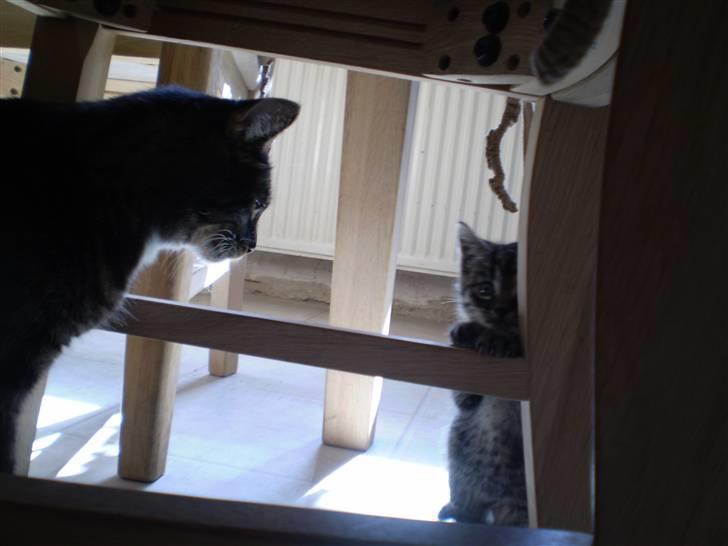 Huskat Emil billede 4