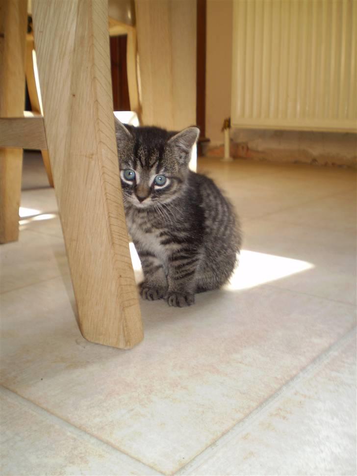 Huskat Emil billede 5