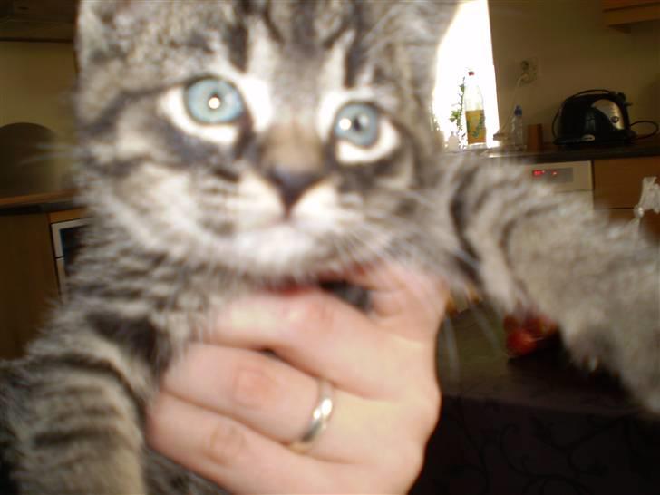 Huskat Emil billede 6