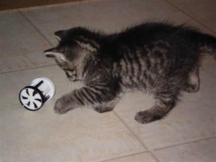 Huskat Emil billede 7