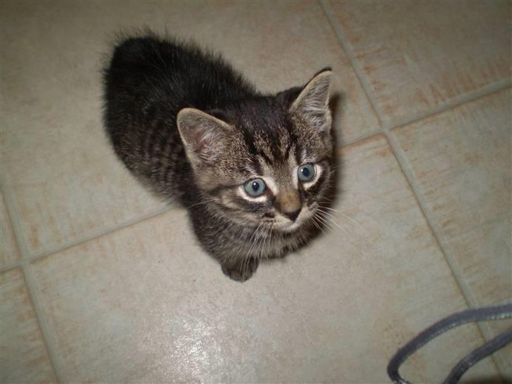 Huskat Emil billede 8