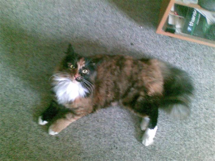 Blanding af racer  Pjuske  - er jeg ikke en smuk kat billede 1