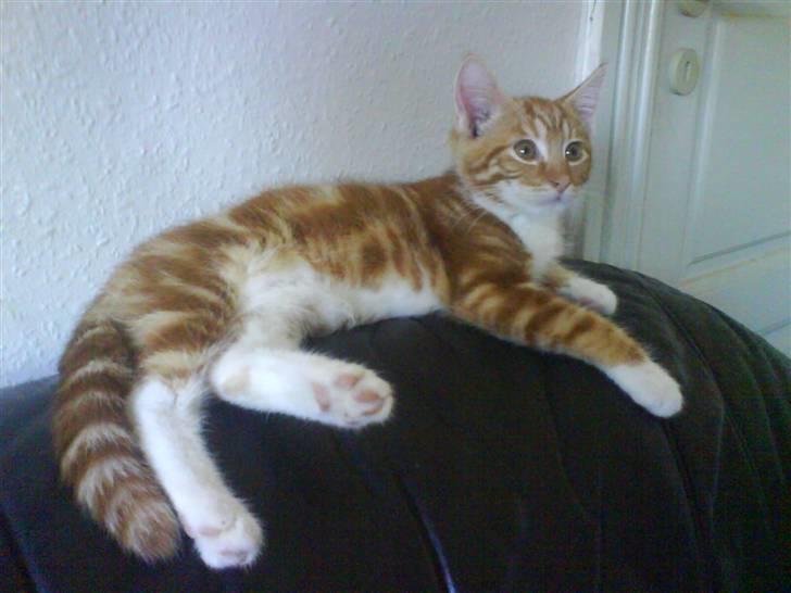 Huskat Basse - Det nyeste billede af Basse. D. 16/9 billede 1