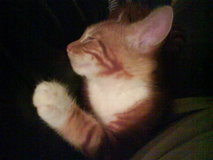 Huskat Basse billede 2