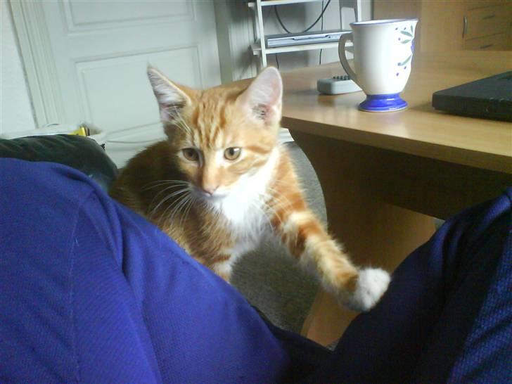 Huskat Basse billede 3