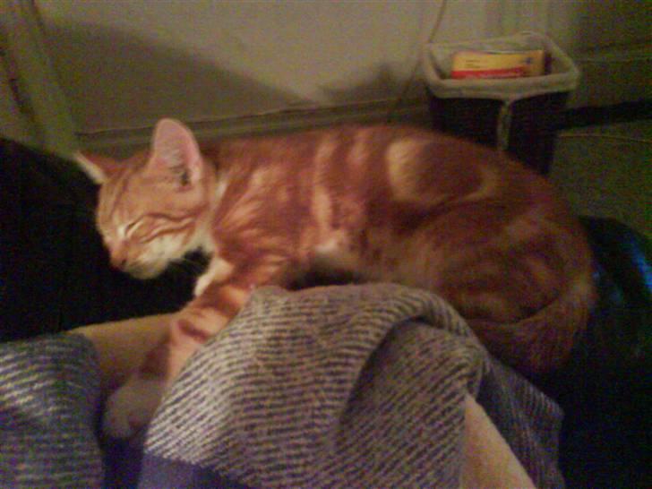 Huskat Basse billede 4