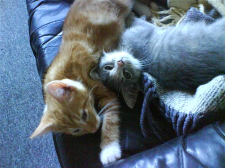 Huskat Basse - Basse og Trunte billede 5