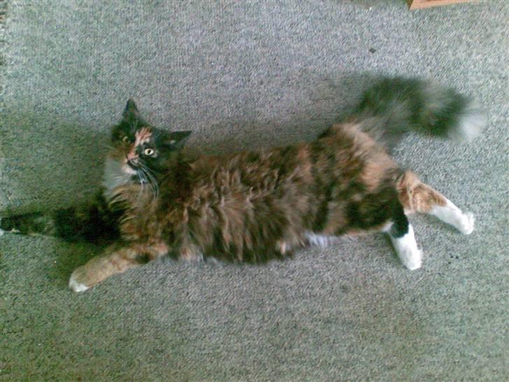 Blanding af racer  Pjuske  - ahh strækker mig lige billede 2