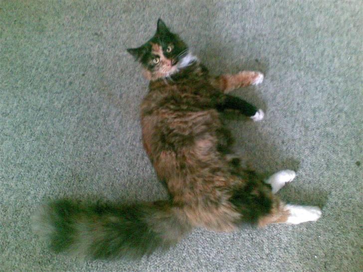 Blanding af racer  Pjuske  - ligger lige her med min store hale billede 3