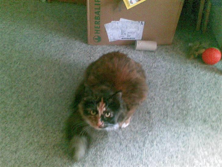 Blanding af racer  Pjuske  - skuler lige til dig billede 4