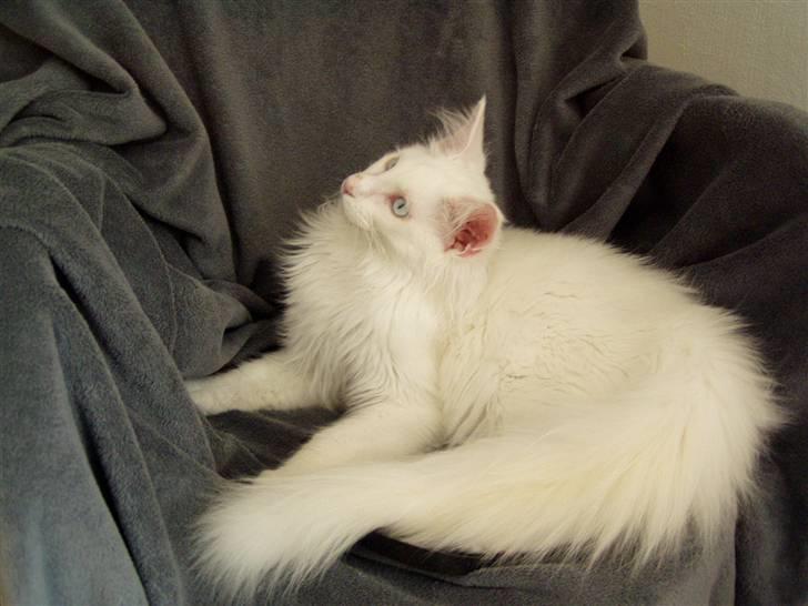 Maine Coon Vingsted's Icey billede 1