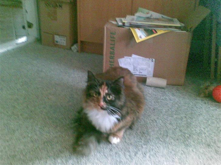 Blanding af racer  Pjuske  - sidder lige og kigger lidt billede 5