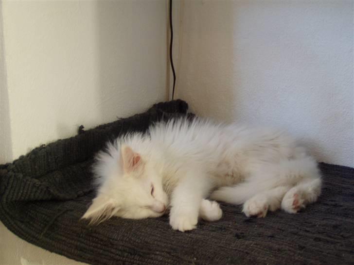 Maine Coon Vingsted's Icey billede 2