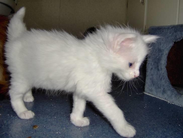 Maine Coon Vingsted's Icey billede 3