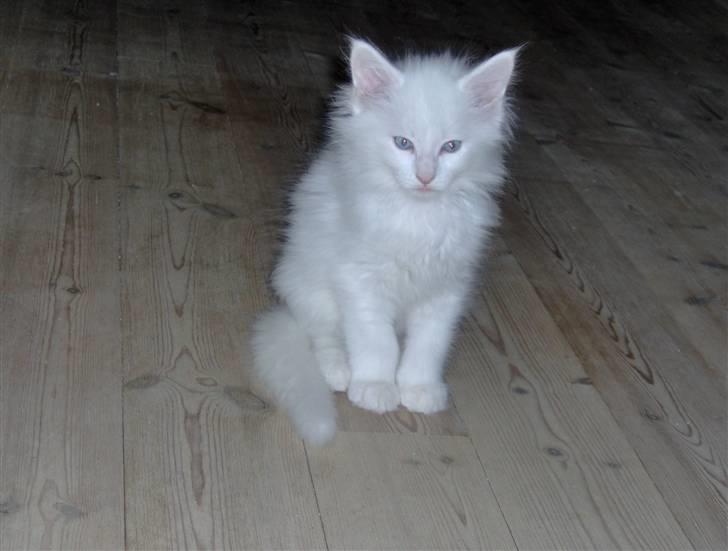 Maine Coon Vingsted's Icey billede 4
