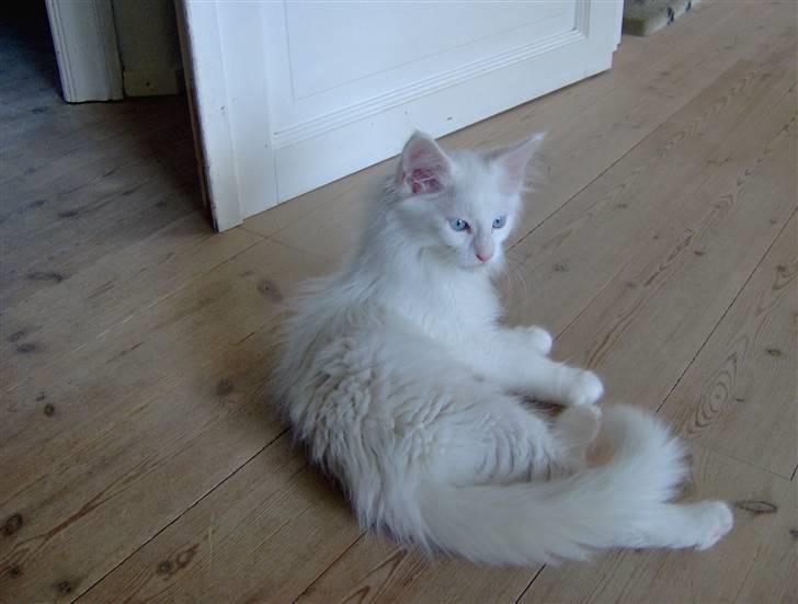 Maine Coon Vingsted's Icey billede 5