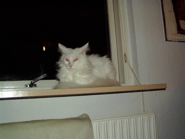 Maine Coon Vingsted's Icey - Og nej..han har ikke røde øjne...:-) billede 6