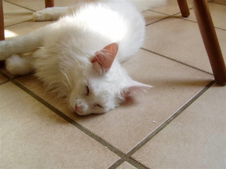 Maine Coon Vingsted's Icey billede 7