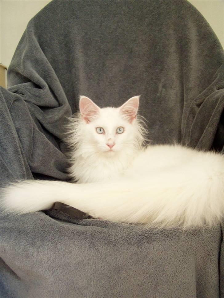 Maine Coon Vingsted's Icey billede 8